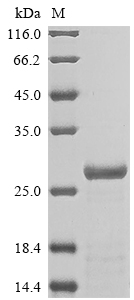 Rat Orm1 protein