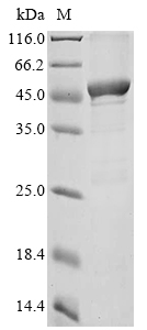 Mouse Ass1 protein