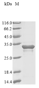 Mouse Myoc protein