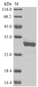 pstP protein