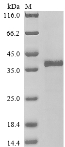 Human TPP2 protein