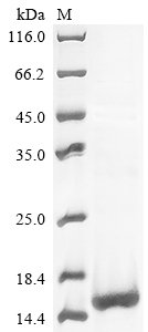 Canine hmfA protein