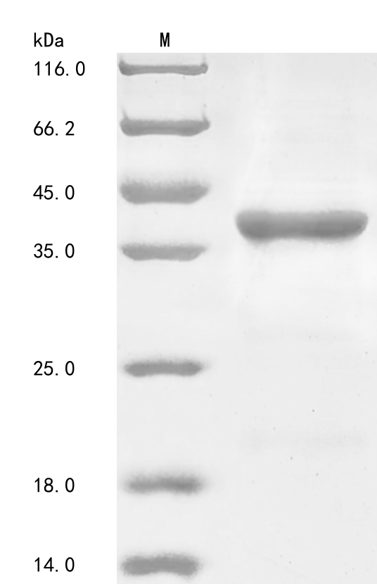 Mouse Fut7 protein