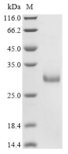 Rat Edn1 protein