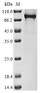 Human BCL6 protein
