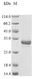 Human SLAMF6 protein