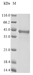 Human BNIP3L protein