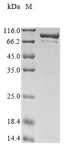 E. coli recG protein