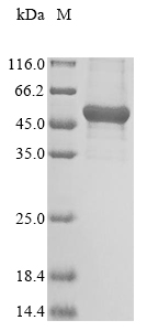 Human NRAS protein