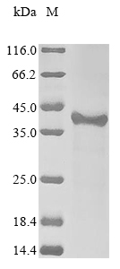 Human IZUMO1 protein