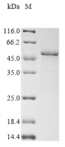 Human PLAU protein