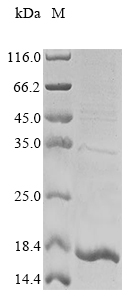 Mouse Stfa1 protein