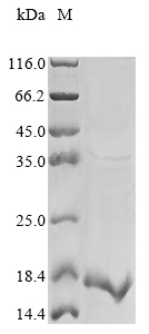 Mouse Stfa2 protein