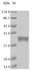 Canine Corynephage omega Diphtheria toxin protein