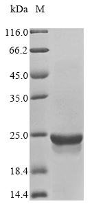 Human MTOR protein
