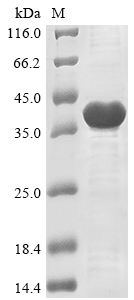 PMT3 protein