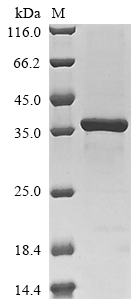 PMT5 protein