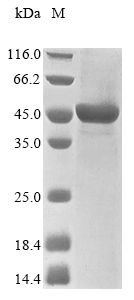 Human HERC1 protein