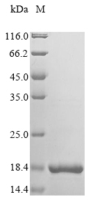 Human MAST4 protein