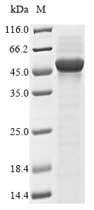 PDLP7 protein