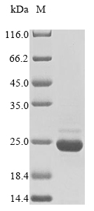 p200 protein