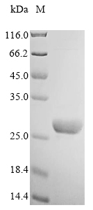 Human NPB protein