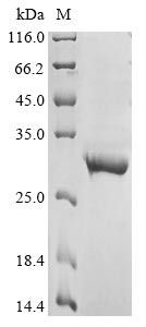Human GABRB2 protein