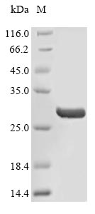 Human Fibronectin protein