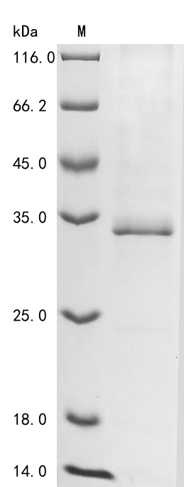 Mouse Myoc protein