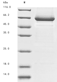 MNT3 protein