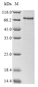 Human IRF1 protein
