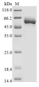 Rat Prkn protein