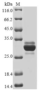 Myrmecia pilosula M-myrmeciitoxin-Mp2b protein