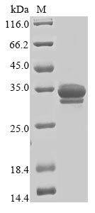 Human TRIM72 protein