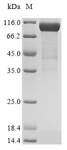 Mouse Mouse Complement factor I protein