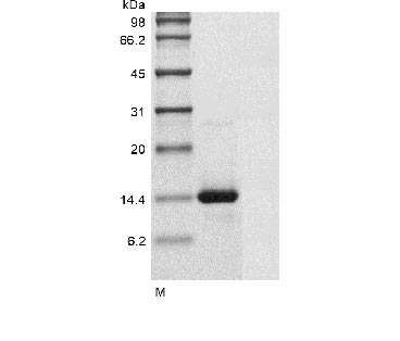 Human GDF6 protein