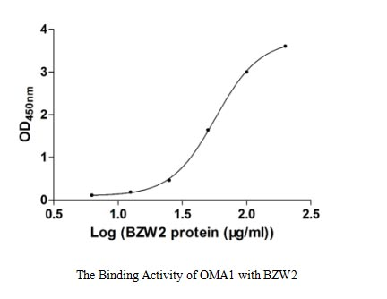 Human BZW2 protein