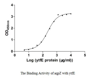 E. coli YTFE protein