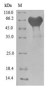 E. coli ycbX protein
