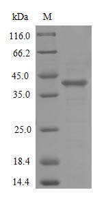 Human ACKR1 protein