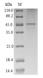 Human ACKR2 protein