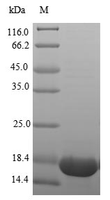 Human TNF protein