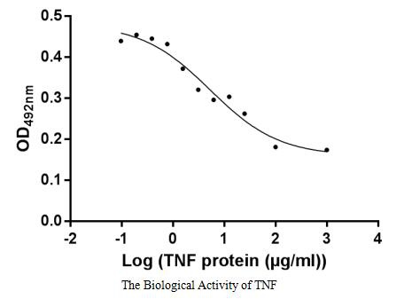 Human TNF protein