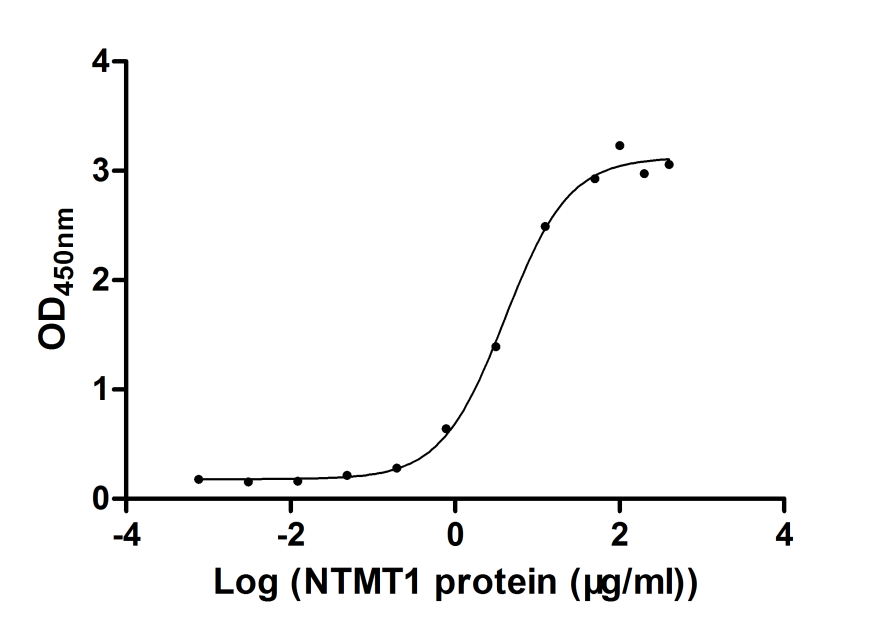 Human NTMT1 protein