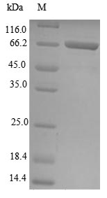 Human GPD1L protein