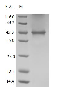 Human AQP1 protein