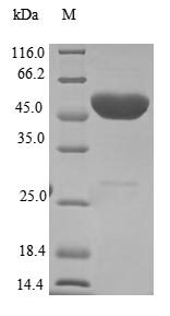 Human SINHCAF protein
