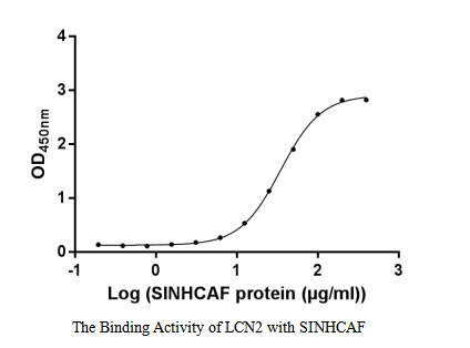 Human SINHCAF protein