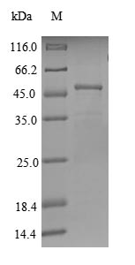 Human RGS17 protein