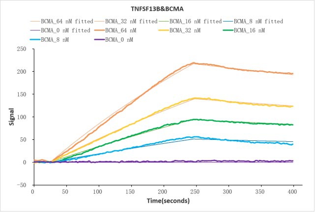 Human TNFSF13B protein